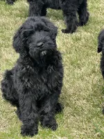 Female is, a female Black Russian Terrier for sale in Stroudsburg, PA – Photo 1 of 4