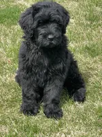 Female is, a female Black Russian Terrier for sale in Stroudsburg, PA – Photo 4 of 4