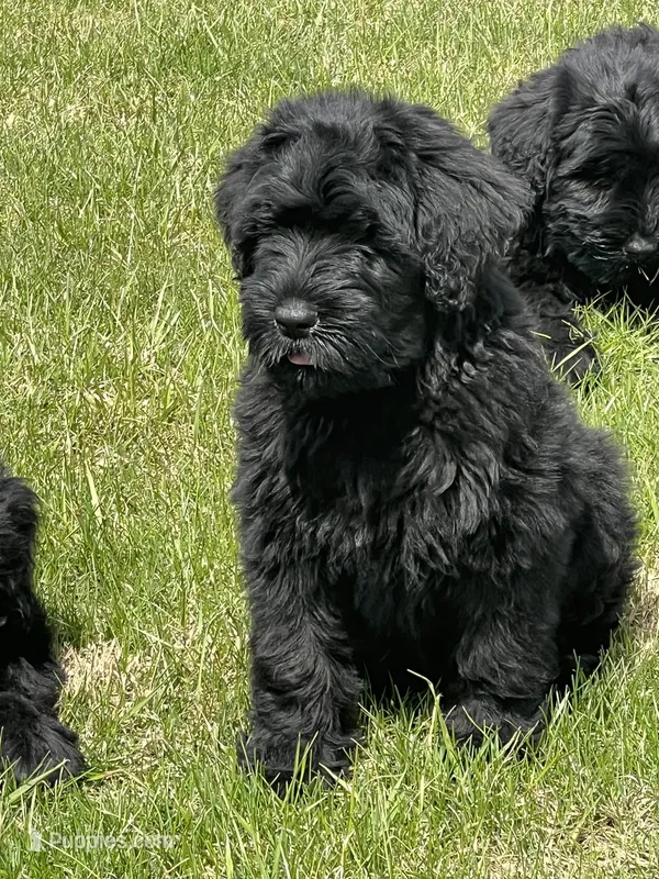 Female is – Black Russian Terrier puppy for sale in Stroudsburg, PA