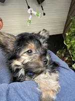 Pickles, a female Yorkshire Terrier for sale in Stroudsburg, PA – 2 of 4