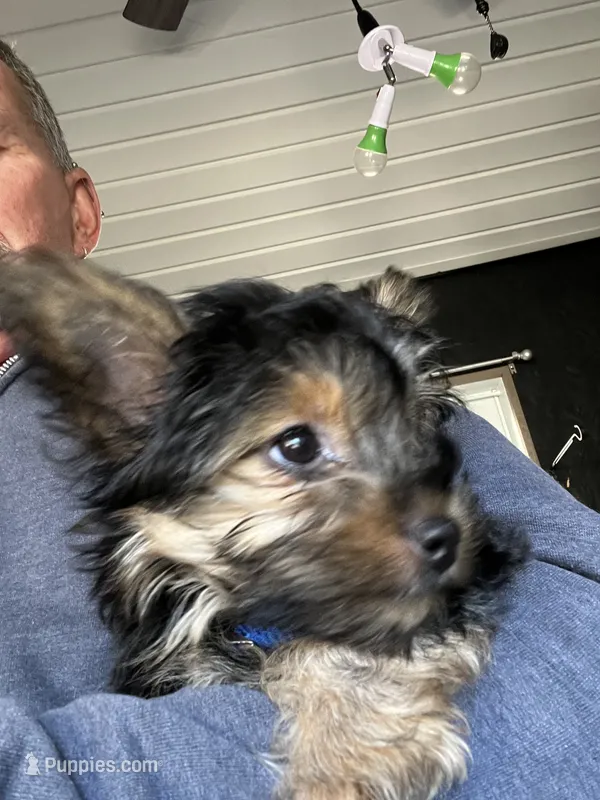Pickles – Yorkshire Terrier, Poodle - Toy  puppy for sale in Stroudsburg, PA