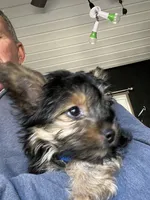Pickles, a female Yorkshire Terrier and Poodle - Toy  for sale in Stroudsburg, PA – 2 of 3