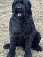 Female, a female Black Russian Terrier for sale in Stroudsburg, PA – Photo 2 of 6