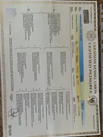 Female, a female Black Russian Terrier for sale in Stroudsburg, PA – Photo 3 of 6