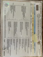 Female, a female Black Russian Terrier for sale in Stroudsburg, PA – Photo 4 of 6