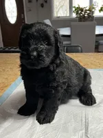 Female, a female Black Russian Terrier for sale in Stroudsburg, PA – Photo 1 of 6