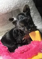 Agnes, a female Yorkipoo for sale in Stroudsburg, PA – 3 of 7