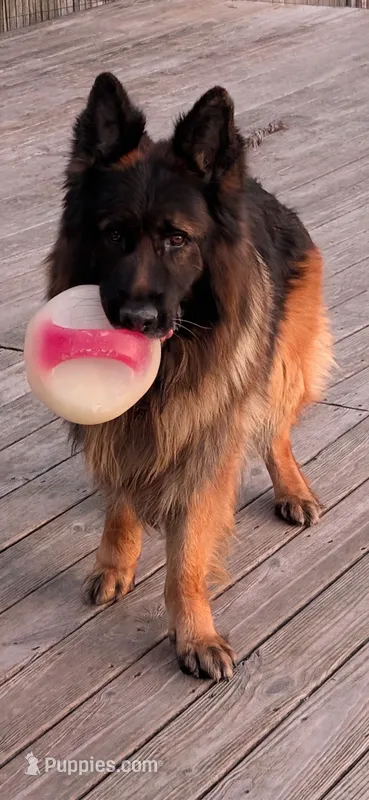 Zavi – German Shepherd Dog puppy for sale in Stroudsburg, PA