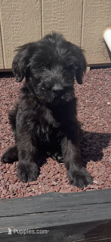 Saddie – Giant Schnauzer puppy for sale in Stroudsburg, PA