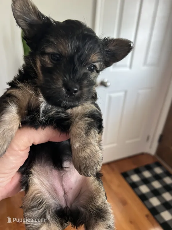 Pickles – Yorkshire Terrier puppy for sale in Stroudsburg, PA