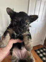 Pickles, a female Yorkshire Terrier for sale in Stroudsburg, PA – 4 of 4