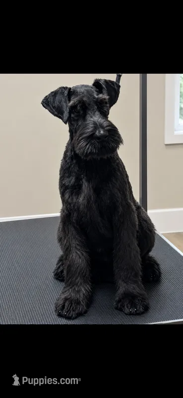 Annie – Giant Schnauzer puppy for sale in Stroudsburg, PA