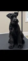 Annie, a female Giant Schnauzer for sale in Stroudsburg, PA – 1 of 5