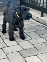 Annie, a female Giant Schnauzer for sale in Stroudsburg, PA – 2 of 5