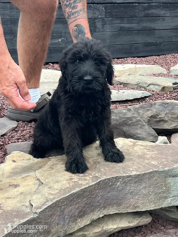 Saddie – Giant Schnauzer puppy for sale in Stroudsburg, PA