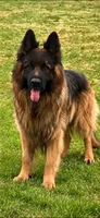 Zavi, a male German Shepherd Dog for sale in Stroudsburg, PA – 3 of 5