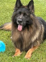 Zavi, a male German Shepherd Dog for sale in Stroudsburg, PA – 2 of 5