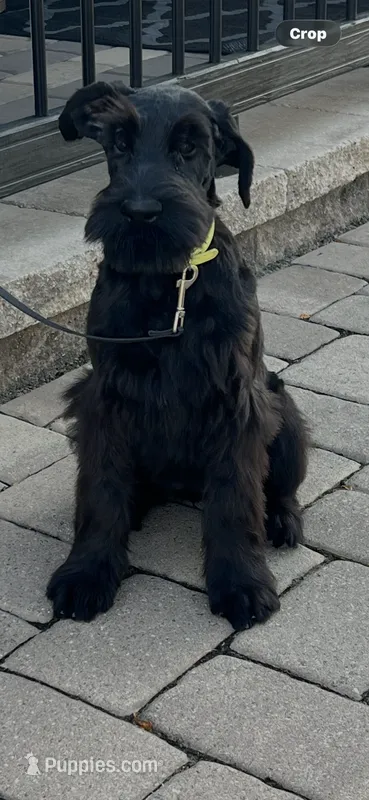 Annie – Giant Schnauzer puppy for sale in Stroudsburg, PA