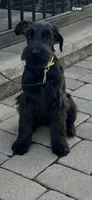Annie, a female Giant Schnauzer for sale in Stroudsburg, PA – 5 of 5