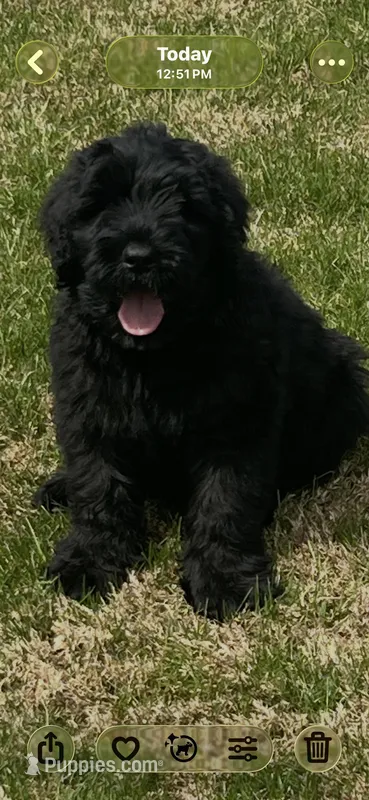 Blue collar – Black Russian Terrier puppy for sale in Stroudsburg, PA