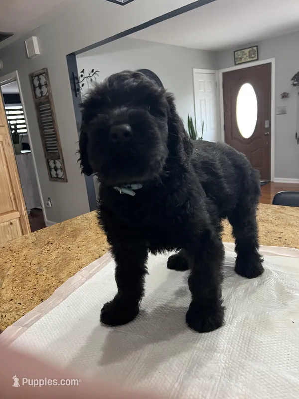 Blue collar – Black Russian Terrier puppy for sale in Stroudsburg, PA