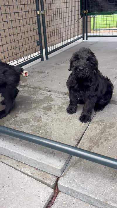 Saddie, a female Giant Schnauzer for sale in Stroudsburg, PA – 2 of 2