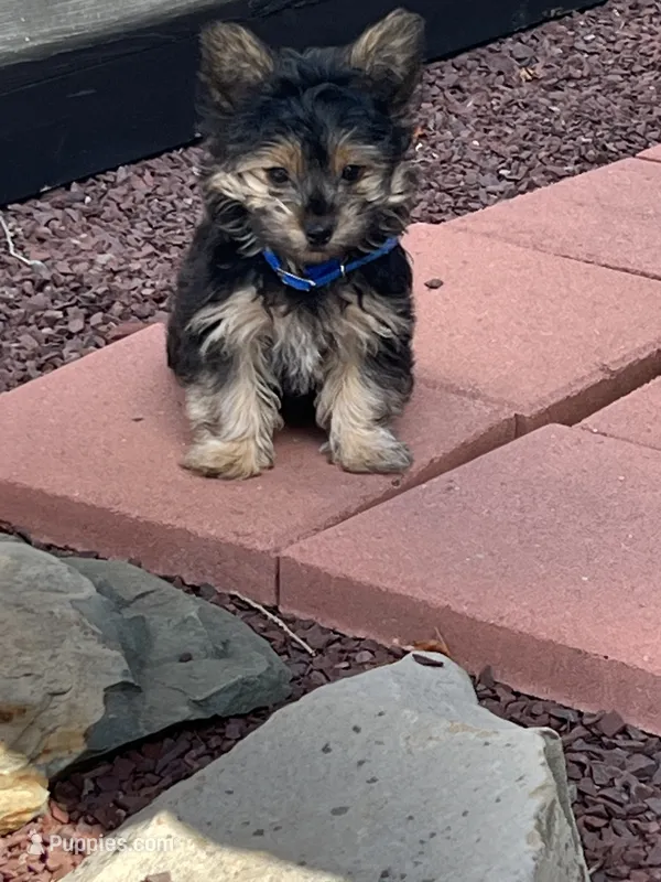 Pickles – Yorkshire Terrier, Poodle - Toy  puppy for sale in Stroudsburg, PA