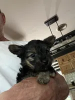 Agnes, a female Yorkipoo for sale in Stroudsburg, PA – 7 of 7