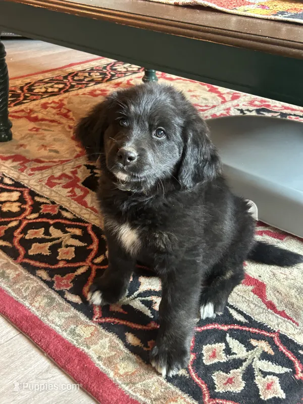 Jemima  – Bernese Mountain Dog, Golden Retriever puppy for sale in Clayton, WA