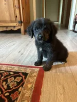 Tommy , a male Bernese Mountain Dog and Golden Retriever for sale in Clayton, WA – 2 of 4
