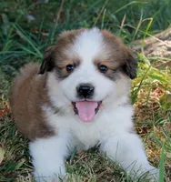 Sable, a male Bernese Mountain Dog and Great Pyrenees for sale in Clayton, WA – Photo 3 of 5