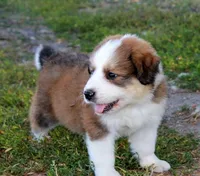 Sable, a male Bernese Mountain Dog and Great Pyrenees for sale in Clayton, WA – Photo 5 of 5