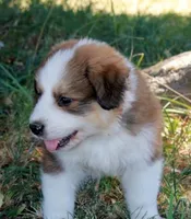 Sable, a male Bernese Mountain Dog and Great Pyrenees for sale in Clayton, WA – Photo 4 of 5