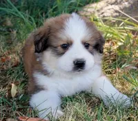 Sable, a male Bernese Mountain Dog and Great Pyrenees for sale in Clayton, WA – Photo 2 of 5