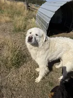 Magnolia , a female Great Pyrenees for sale in Clayton, WA – 2 of 3
