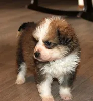 Jasmine, a female Bernese Mountain Dog and Great Pyrenees for sale in Clayton, WA – Photo 4 of 4