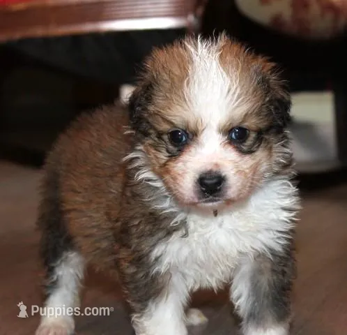 Jasmine, a female Bernese Mountain Dog and Great Pyrenees for sale in Clayton, WA – Photo 1 of 4