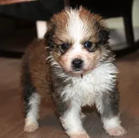 Jasmine, a female Bernese Mountain Dog and Great Pyrenees for sale in Clayton, WA – Photo 2 of 4