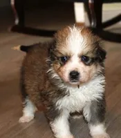 Jasmine, a female Bernese Mountain Dog and Great Pyrenees for sale in Clayton, WA – Photo 3 of 4