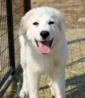 Edith, a female Great Pyrenees for sale in Clayton, WA – Photo 2 of 8