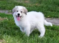 Edith, a female Great Pyrenees for sale in Clayton, WA – Photo 5 of 8