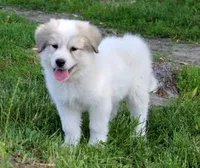 Edith, a female Great Pyrenees for sale in Clayton, WA – Photo 8 of 8