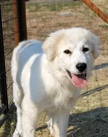 Edith, a female Great Pyrenees for sale in Clayton, WA – Photo 3 of 8