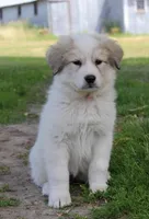 Edith, a female Great Pyrenees for sale in Clayton, WA – Photo 4 of 8