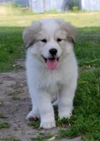Edith, a female Great Pyrenees for sale in Clayton, WA – Photo 7 of 8