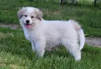 Edith, a female Great Pyrenees for sale in Clayton, WA – Photo 6 of 8