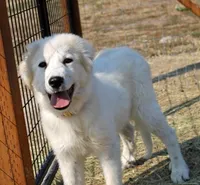 Edith, a female Great Pyrenees for sale in Clayton, WA – Photo 1 of 8