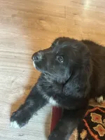 Jemima , a female Bernese Mountain Dog and Golden Retriever for sale in Clayton, WA – 3 of 4