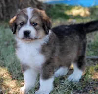 Buck, a male Bernese Mountain Dog and Great Pyrenees for sale in Clayton, WA – Photo 1 of 3