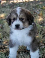 Buck, a male Bernese Mountain Dog and Great Pyrenees for sale in Clayton, WA – Photo 2 of 3